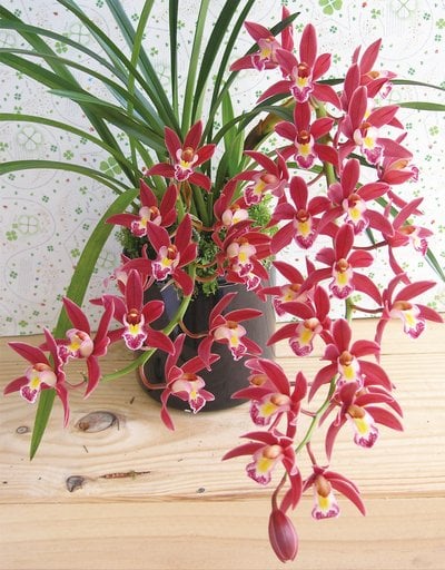 Cym.Sweet Heart" Sakura" X Cym.Mystique'Yi-Ying Princess'