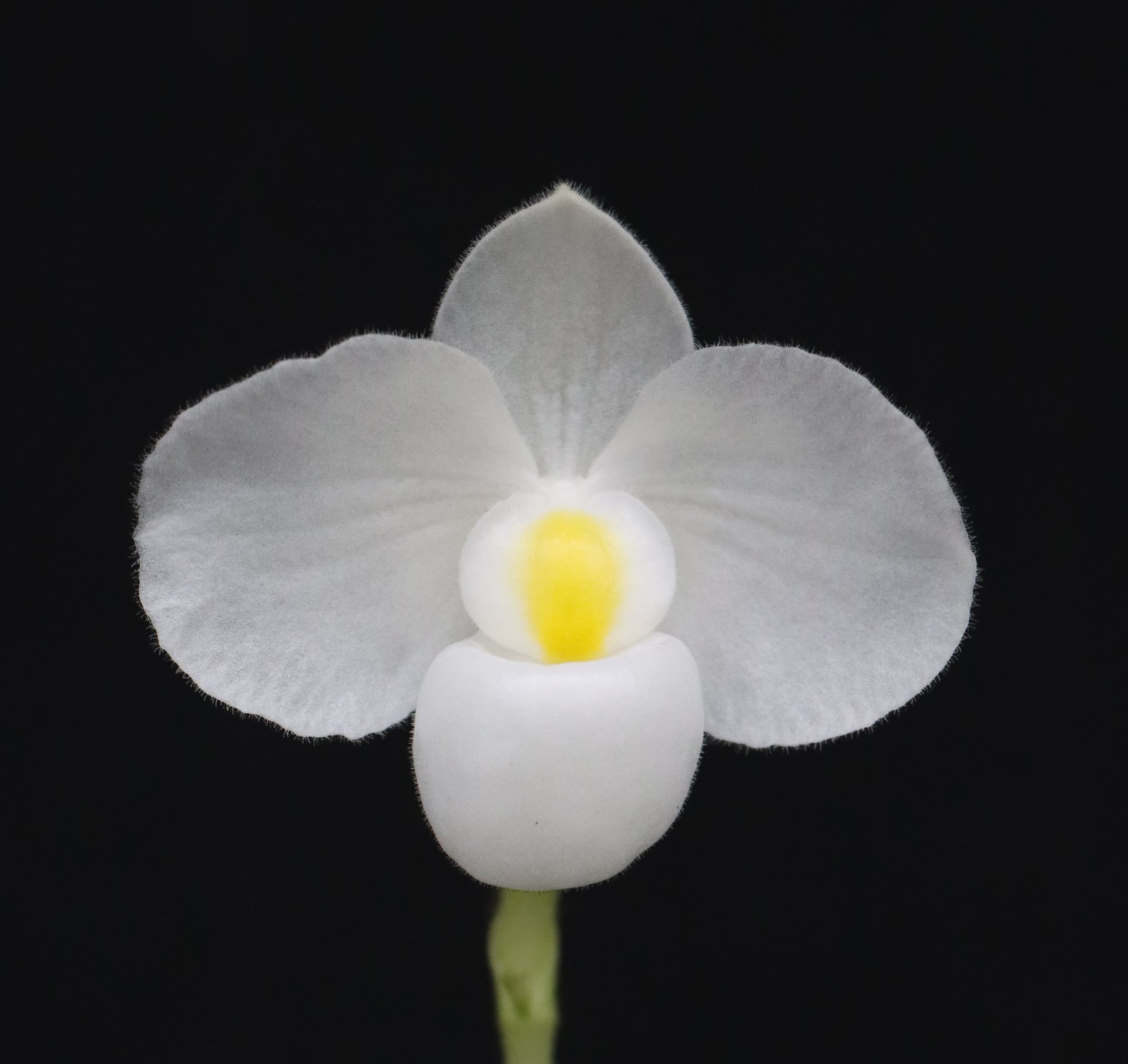Paph. delenatii alba'leave small'