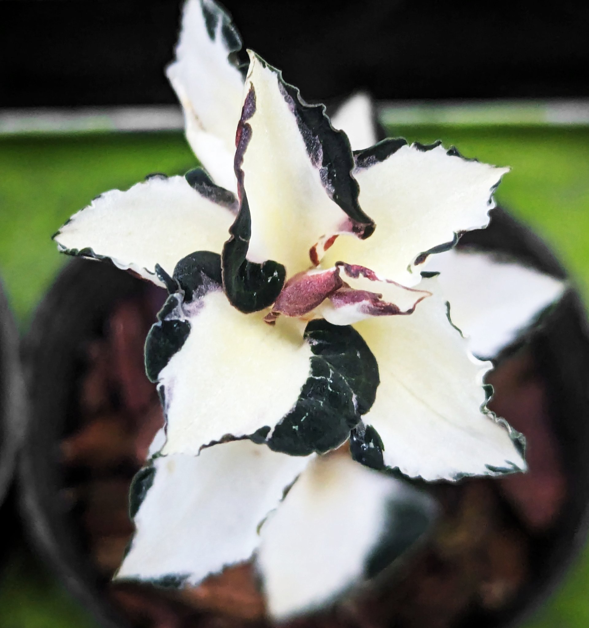 Anoectochilus formosanus 'variegated'
