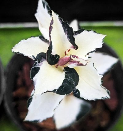 Anoectochilus formosanus 'variegated'