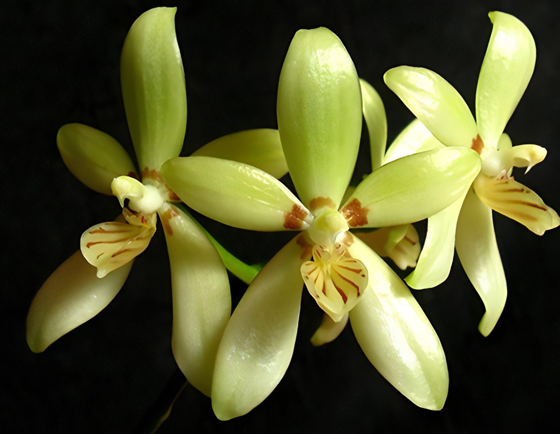 Phal.cochlearis  x self
