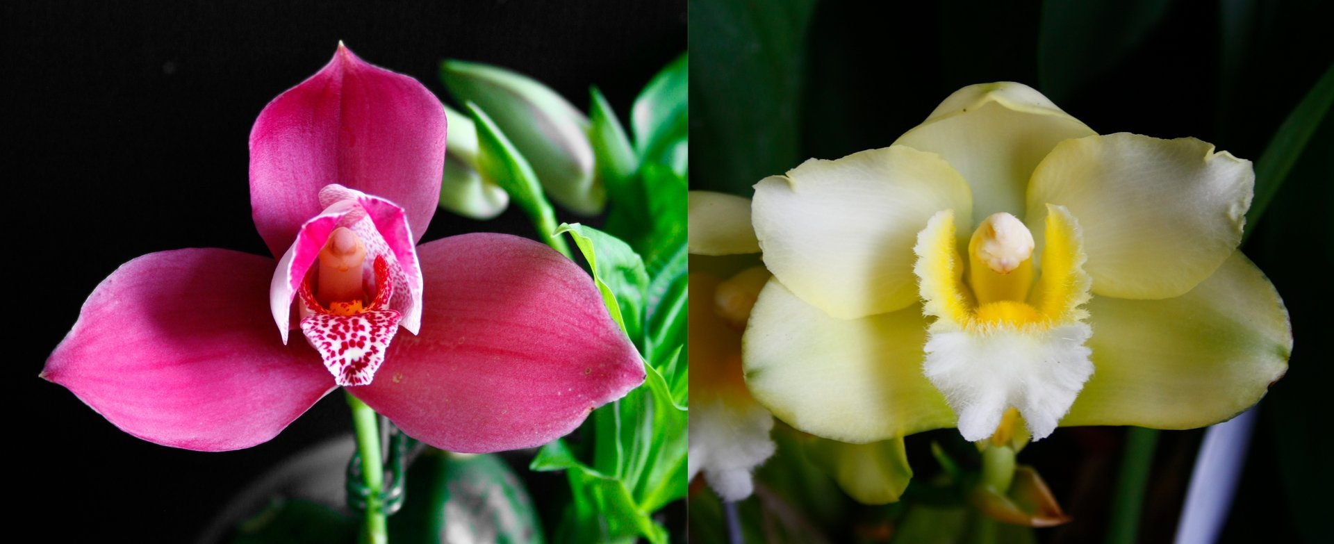 Lyc. Yi-Ying Sakura 'No 40'  x Bifrenaria harrisoniae var. alba 3