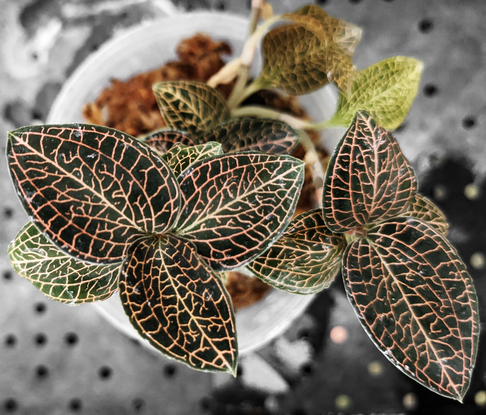 Anoectochilus roxburghii hayata "Pointed leaves "