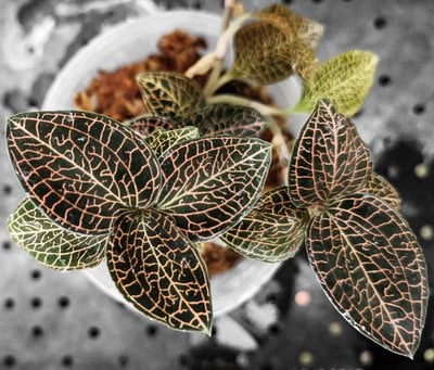 Anoectochilus roxburghii hayata "Pointed leaves "