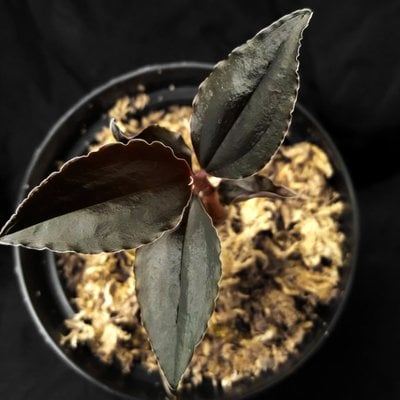 Odontochilus elwesii