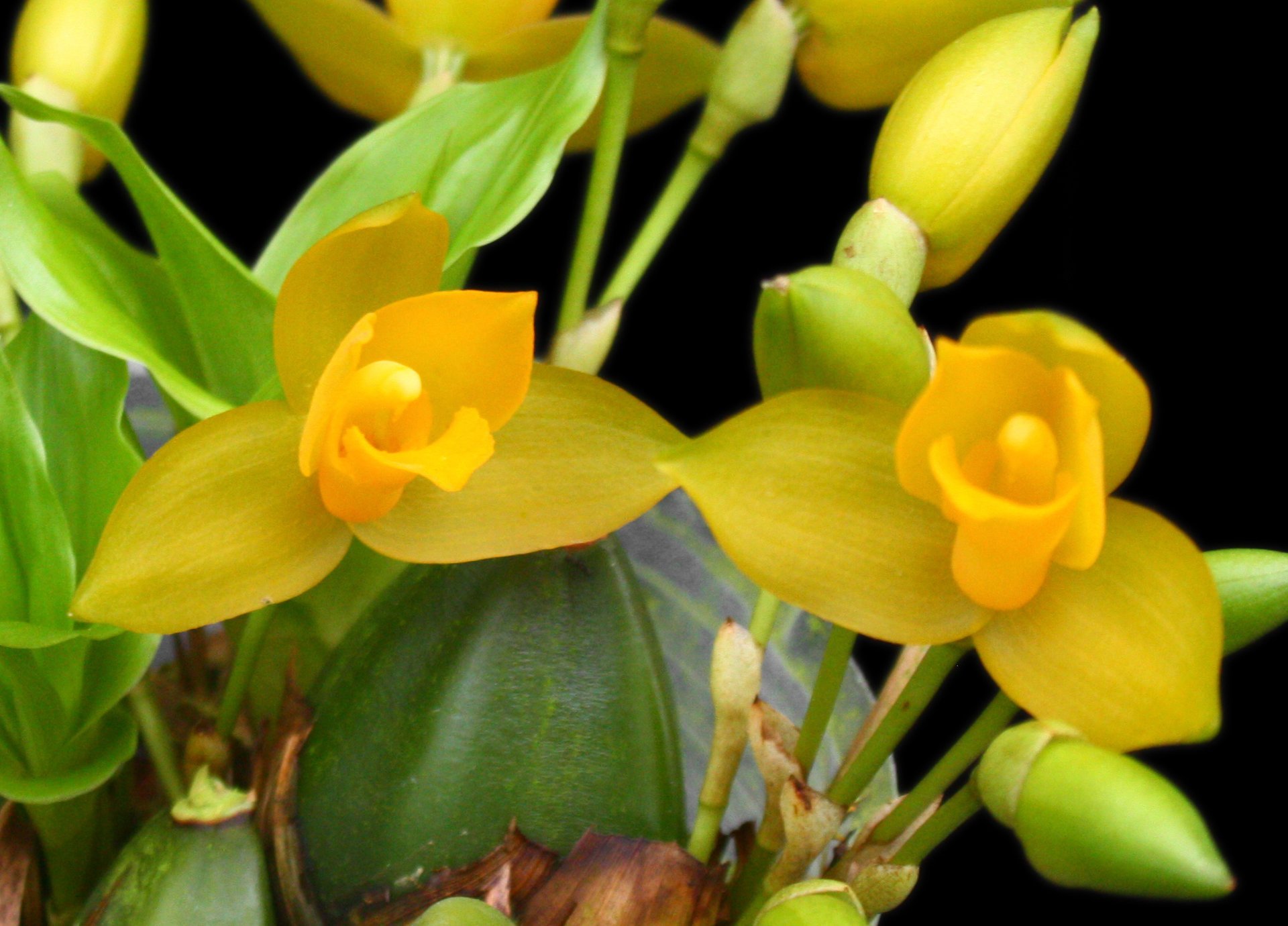 Lyc.macrobulbon