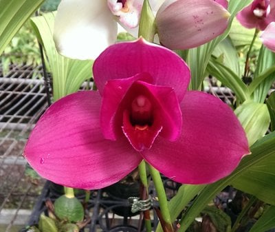 Lyc.Yi-Ying Sakura x Bifrenaria harrisoniae var. alba
