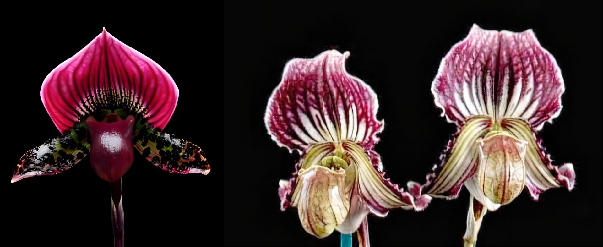 Paph. Ruby Leopard 'Elim BM/TPS' x fairrieanum 3