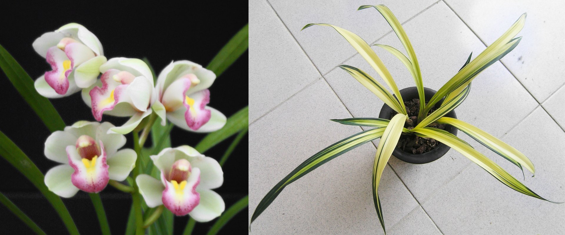 (Cym.Great Flower  x Cymbidium goeringii'Chuen Huei '春暉 (MC)) X Cym. sinense'Yang Lao' 3