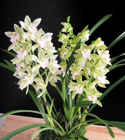 Cym.Yi-Ying Golden Dragon X Cym.Sweet Heart'Fragrant Orchids'