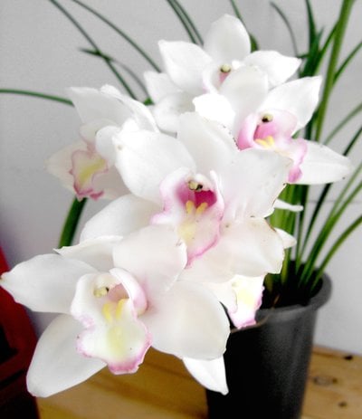 Cym.Great Flower x Cymbidium goeringii'Chuen Huei '春暉