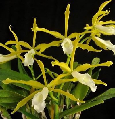 C.tenebrosa var alba xself