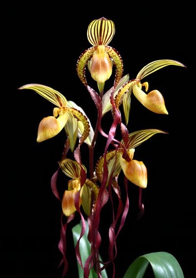Paph.Michael Koopowitz  x Paph.Yi-Ying Stanta Claus (N17)