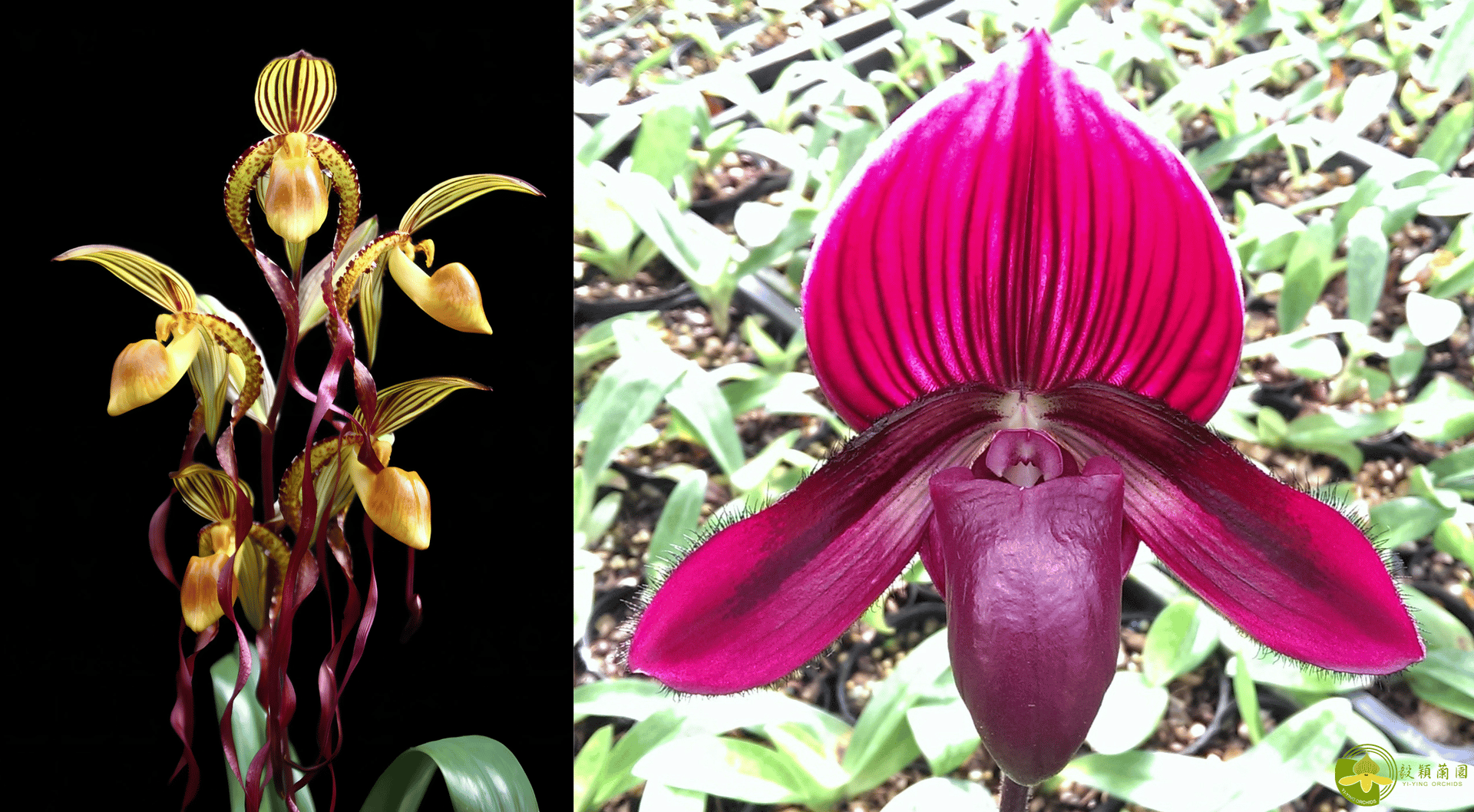 Paph.Michael Koopowitz  x Paph.Yi-Ying Stanta Claus (N17) 3