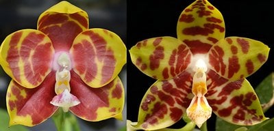 Phal. Zheng Min Yew  x Phal. Zheng Min Hazel