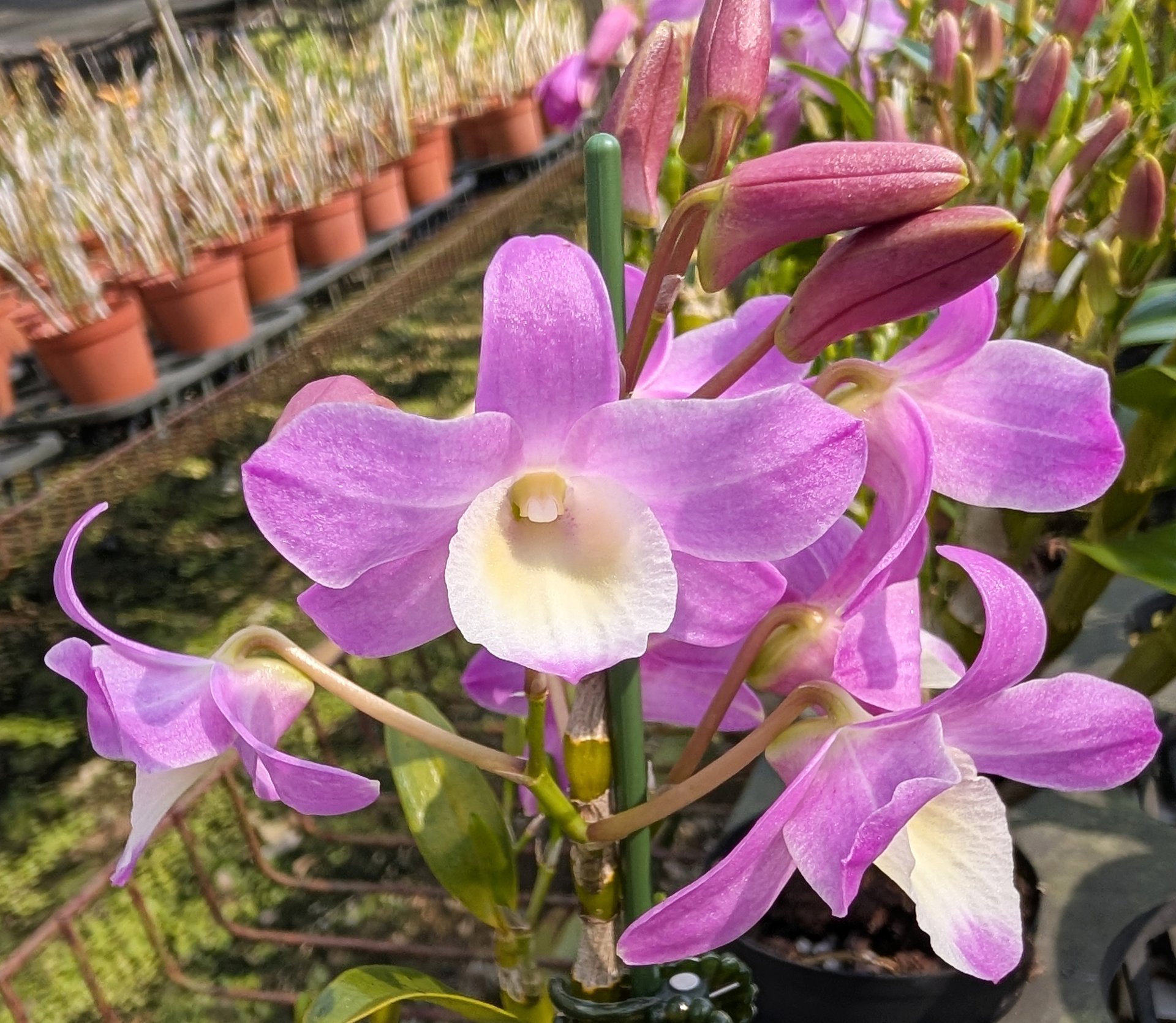 Den. Hamana Lake 'Kumi'