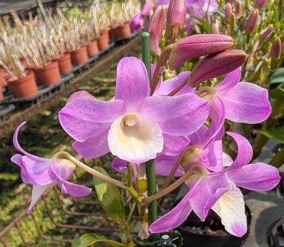 Den. Hamana Lake 'Kumi'