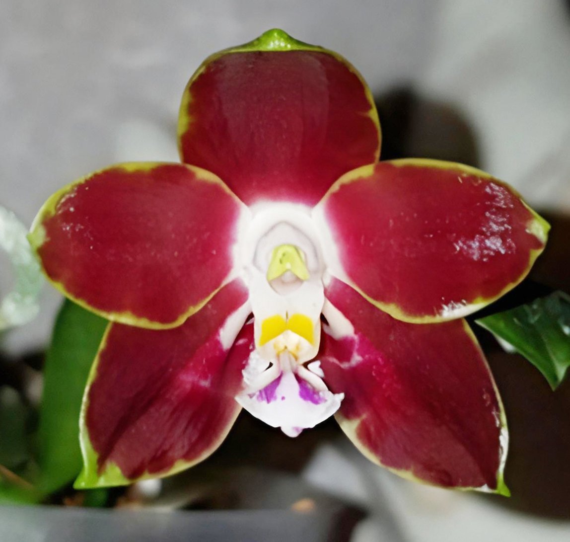 Phal.venosa x Phal.speciosa
