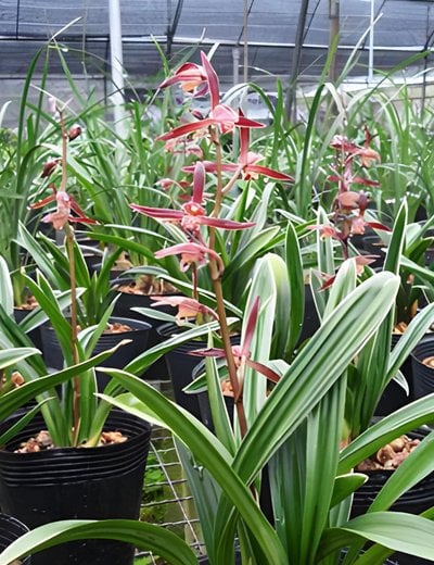 Cymbidium sinense'Da Mo' (10 plants in)