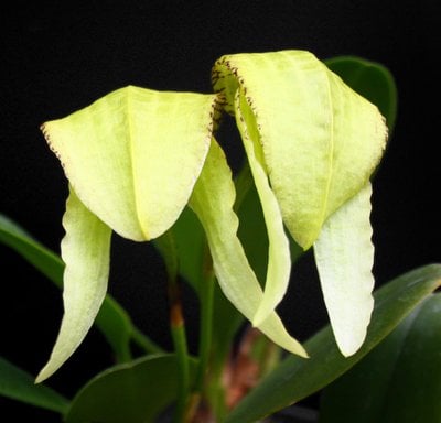 Bulbophyllum sp. ( Bulbophyllum burfordiense) x self