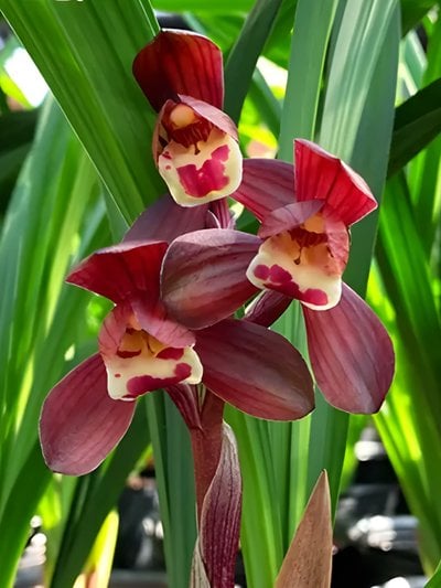 Cymbidium Nut "Taida" X Cym. goeringii'fu-kuei-hung-ho'