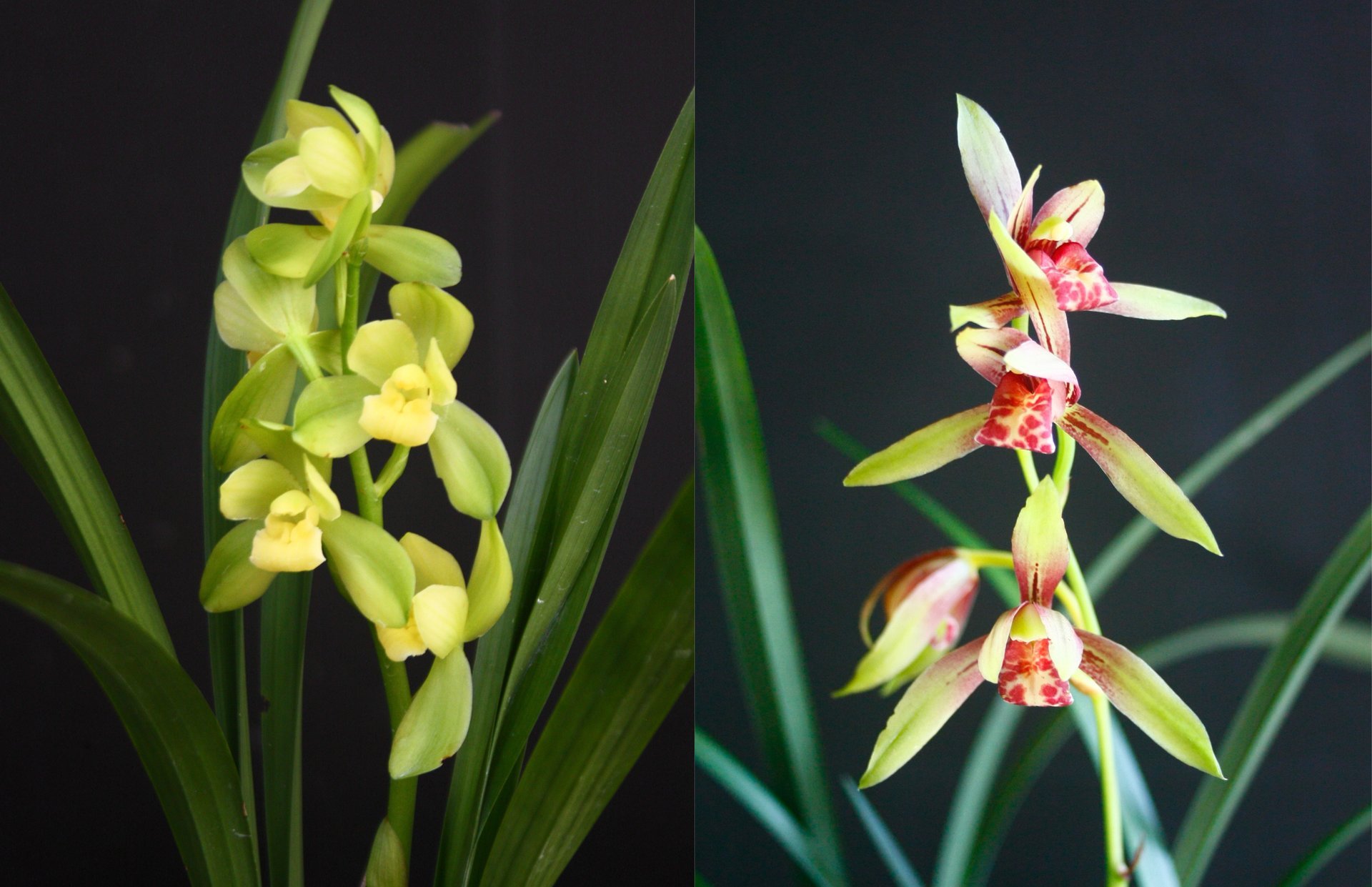 Cymbidium ensifolium 'Luoyang Sumei' x Cymbidium ensifolium"Yu Hong Shuang Jiao" 3