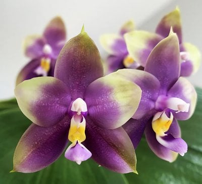 Phal Mituo Blue Bear x Phal. Lioulin Blue Peacock