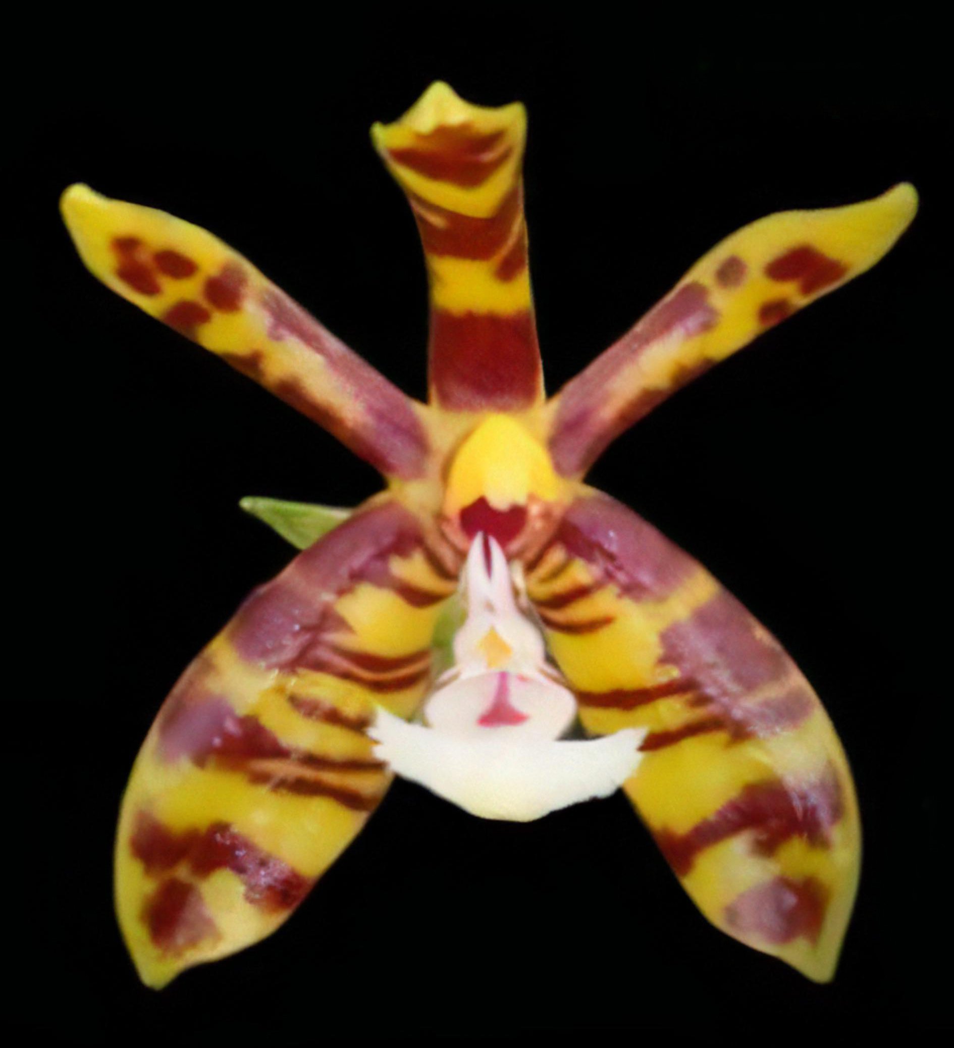 Phal.Mambo(mannii x amboinensis)