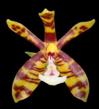 Phal.Mambo(mannii x amboinensis)