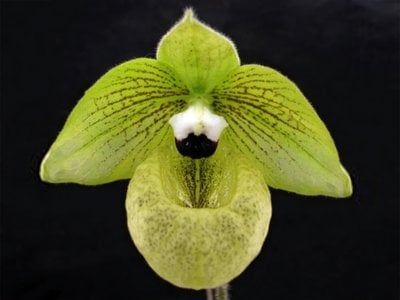 Paph.Saint Swithin X Paph.malipoense