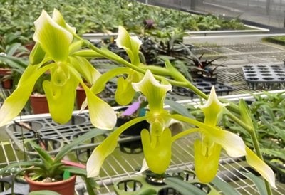 Paphiopedilum haynaldianum album
