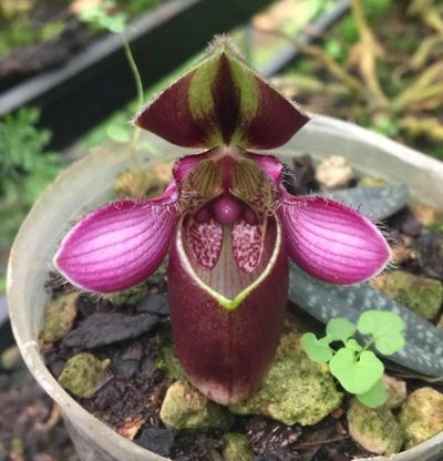 Paph.rungsuriyanum'from C.Y.' (10 plants in)