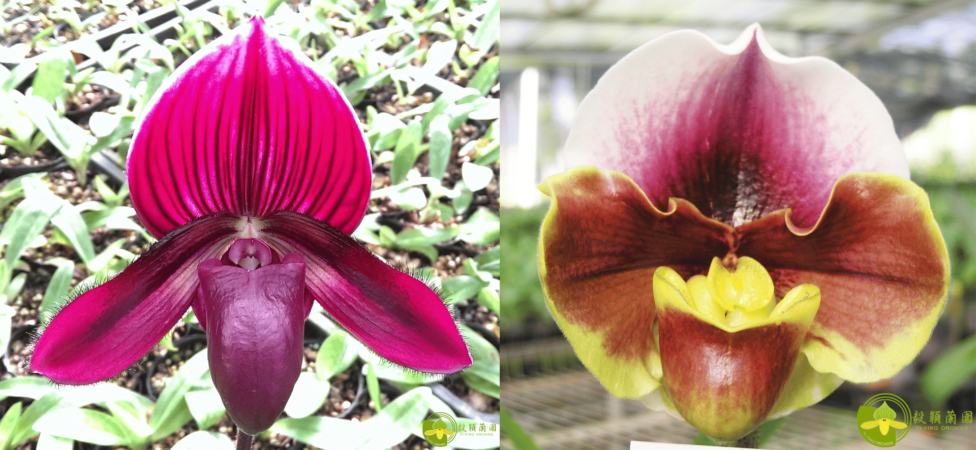 Paph.Yi-Ying Stanta Claul X  Paph.Yi-Ying Giant Wings 'T99' 3
