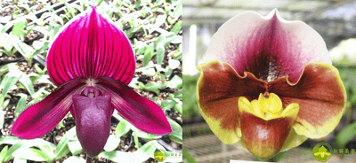 Paph.Yi-Ying Stanta Claul X  Paph.Yi-Ying Giant Wings 'T99'