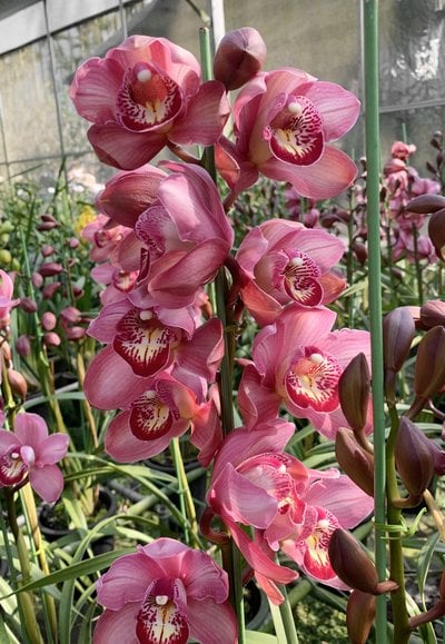 Cym.Yi-Ying Golden Dragon x Cym.All Star