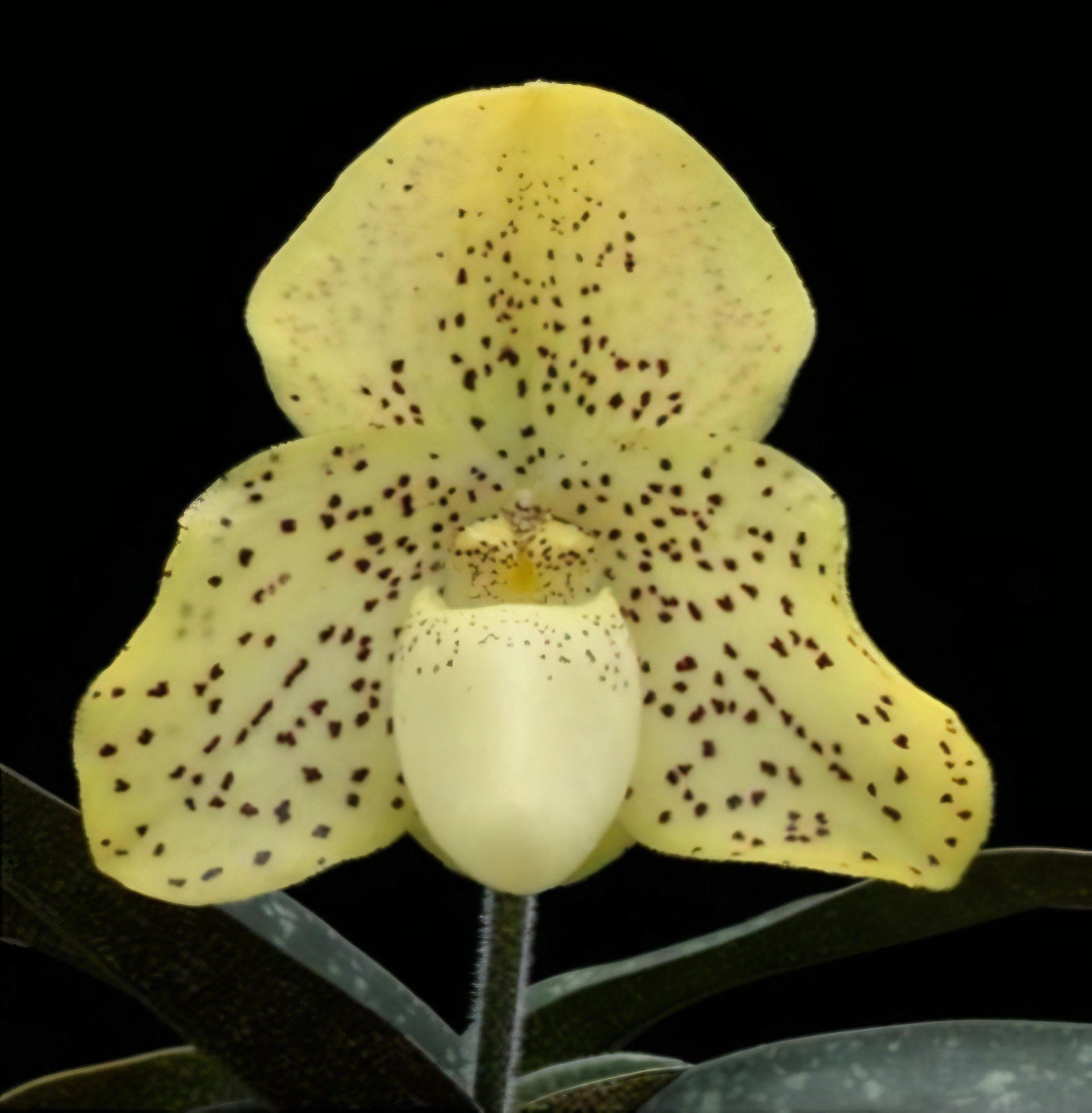Paph. concolor x sib