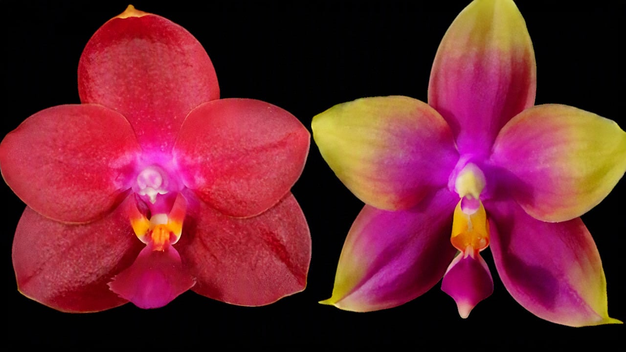 Phal. Hawaii Dragon Girl 'Peter #3' x Phal. Zheng Min Neon 2