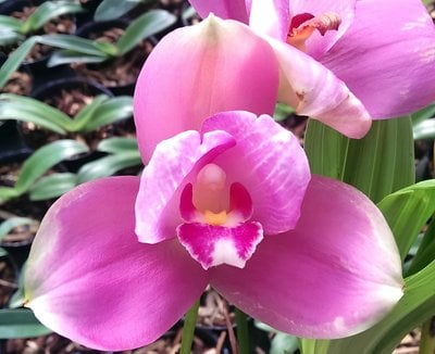 (Lyc.Gayser Gold x Shonan Harmony) x (Lyc. Shonsn Harmany x Lyc. Aubum)