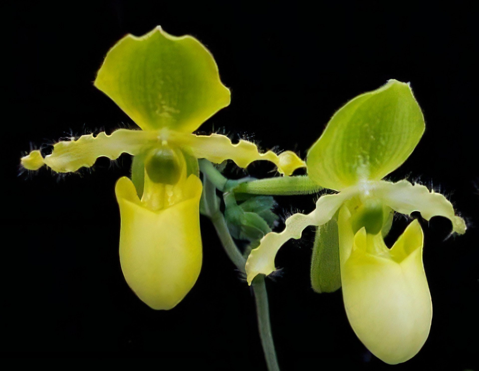 Paph.primulinum