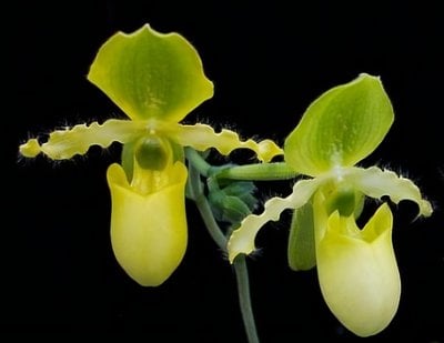 Paph.primulinum