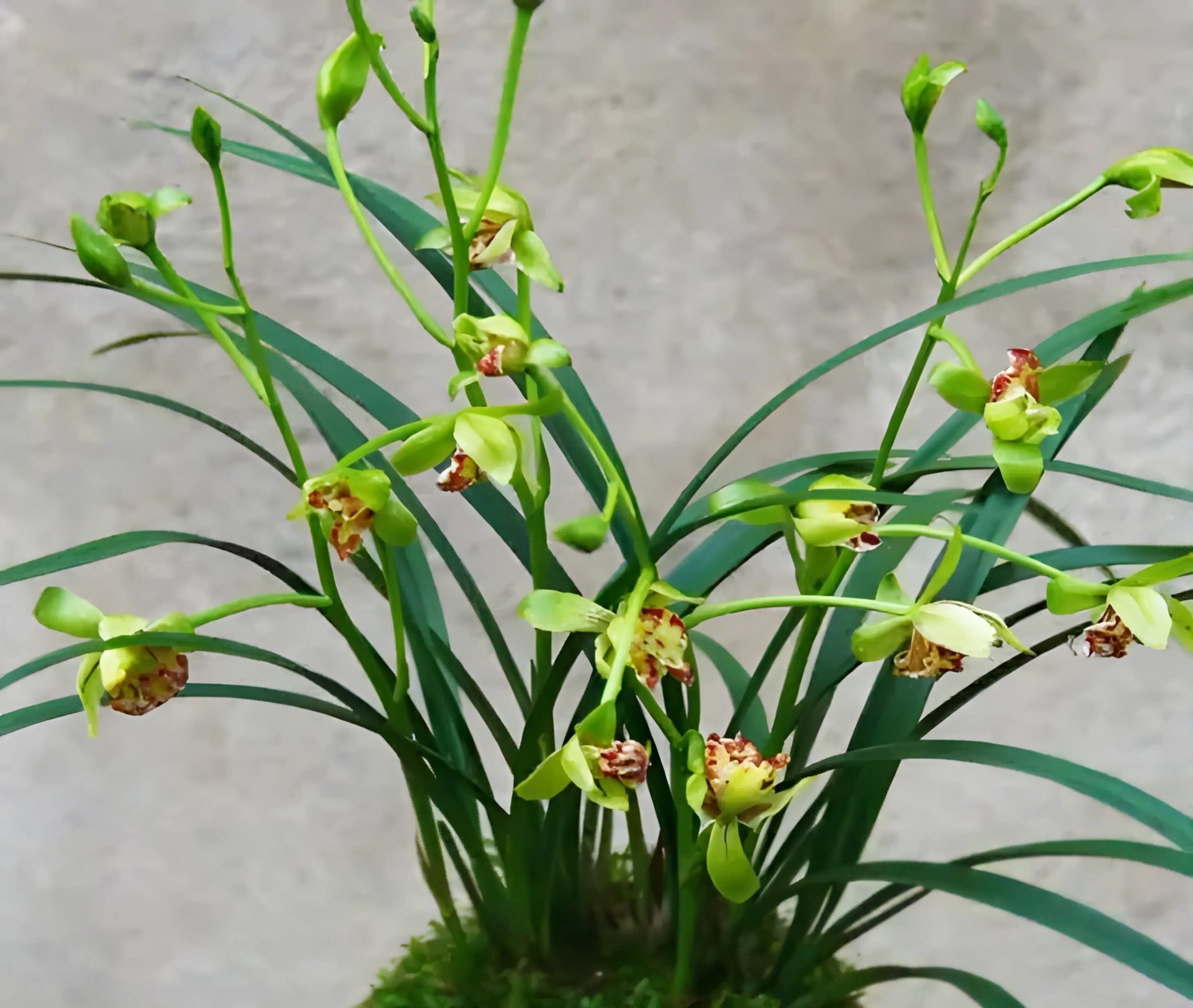 Cymbidium ensifolium"Li Shan Shih Wang" 2