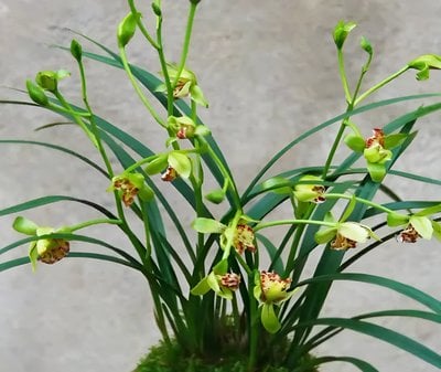 Cymbidium ensifolium"Li Shan Shih Wang"
