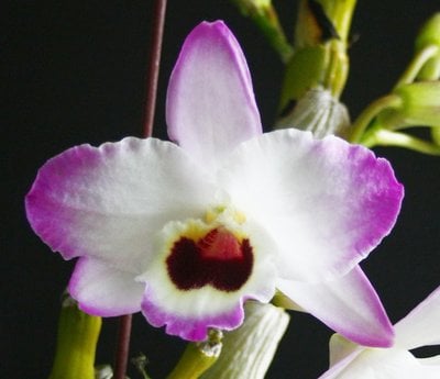 Den.CT. Sally Honey(Meri clone)