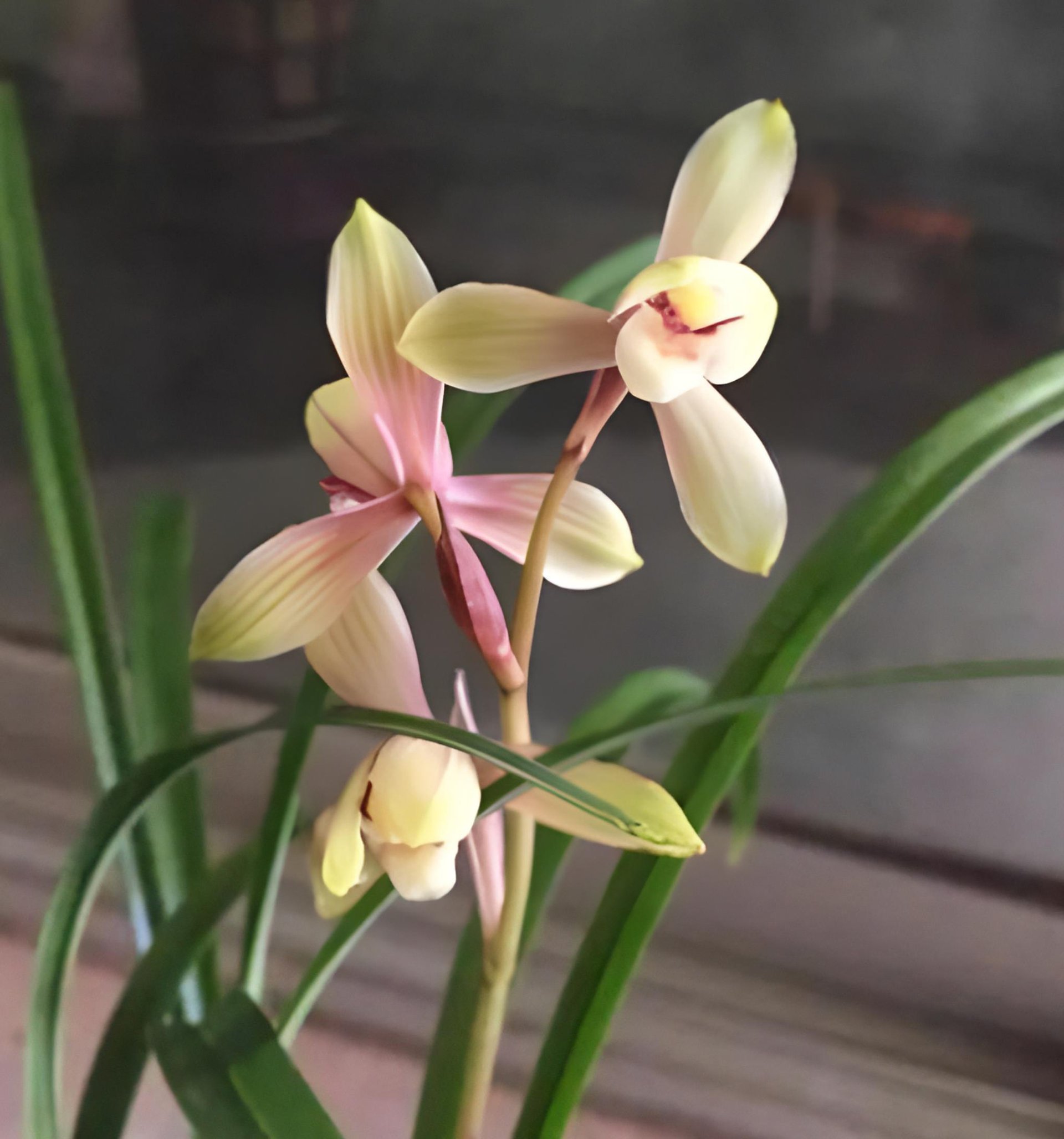 Cymbidium goeringii " Hong Song Mei"