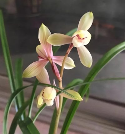 Cymbidium goeringii " Hong Song Mei"