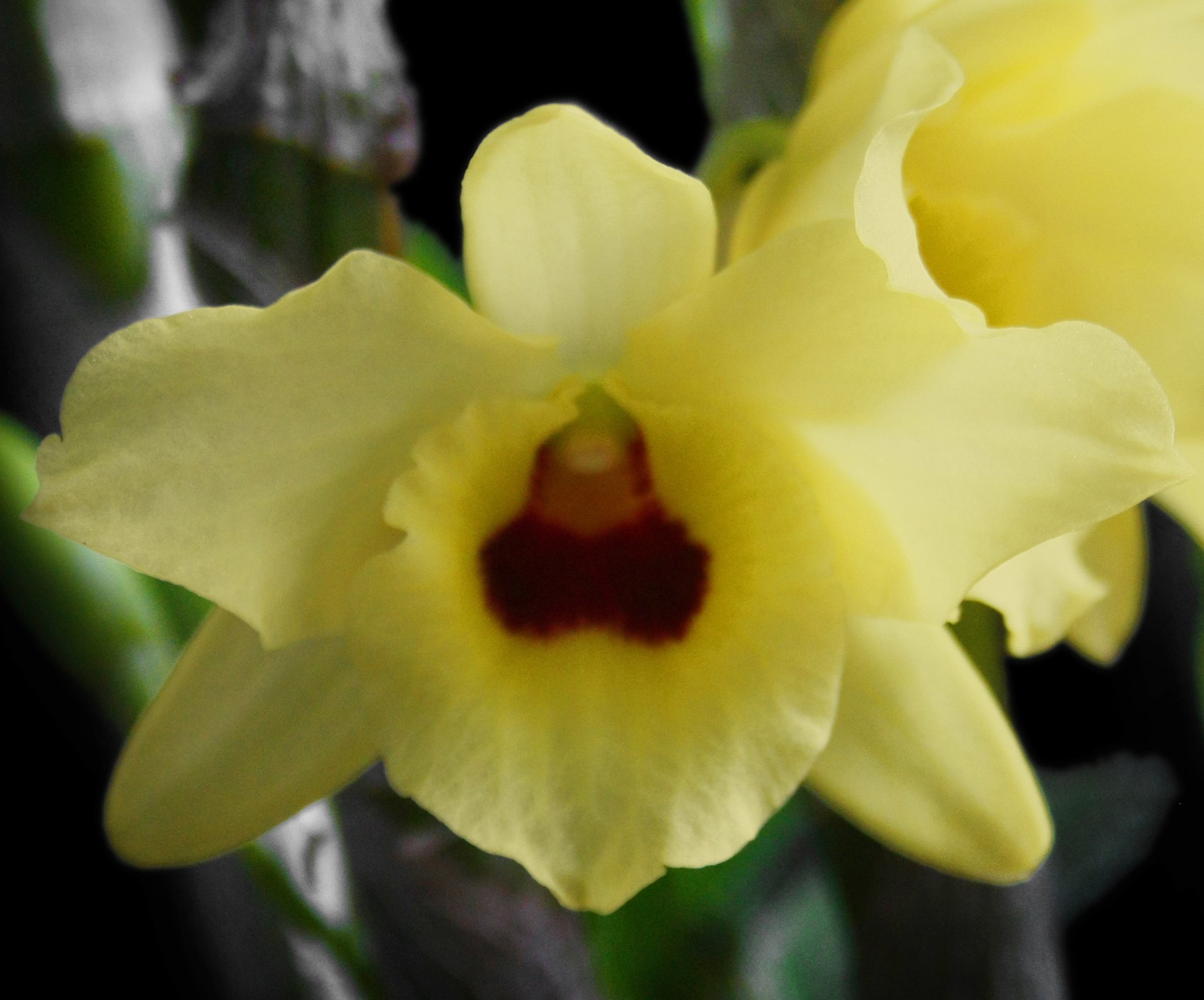Den.Yellow Magic'Festival'(Meri clone)