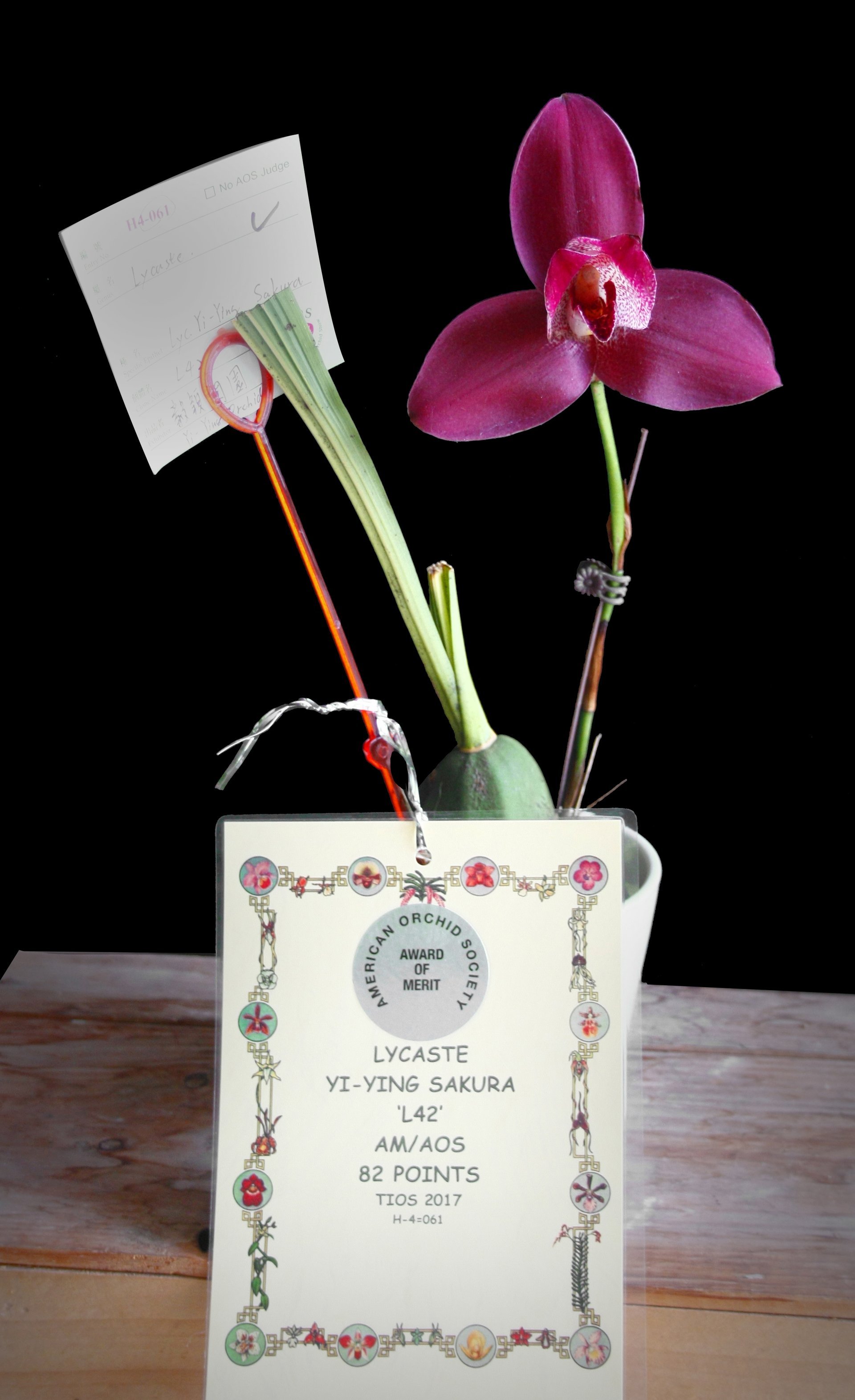 Lyc. Yi-Ying Sakura 2