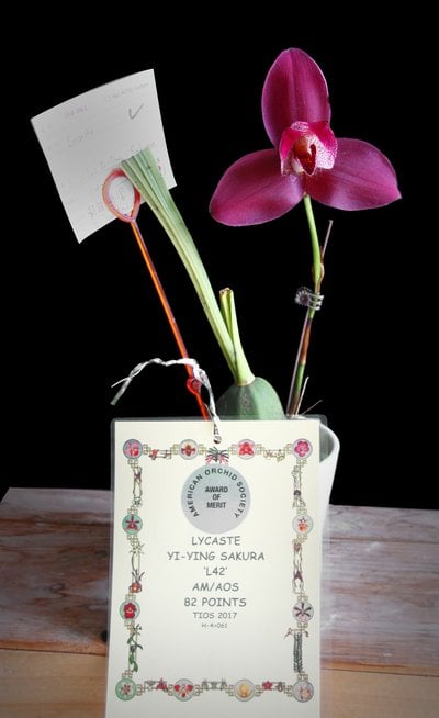 Lyc. Yi-Ying Sakura