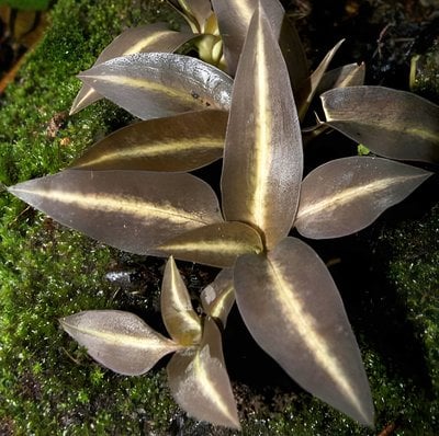 Cheirostylis griffithii (10 plants in)