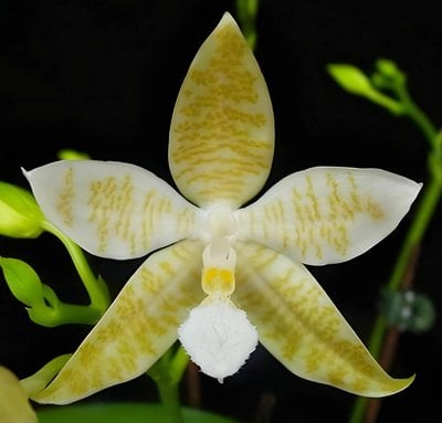 Phal.hieroglyphica flava x sib
